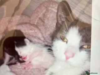 Mixed Breed cats 2 Female kittens £100 each - Advert 4