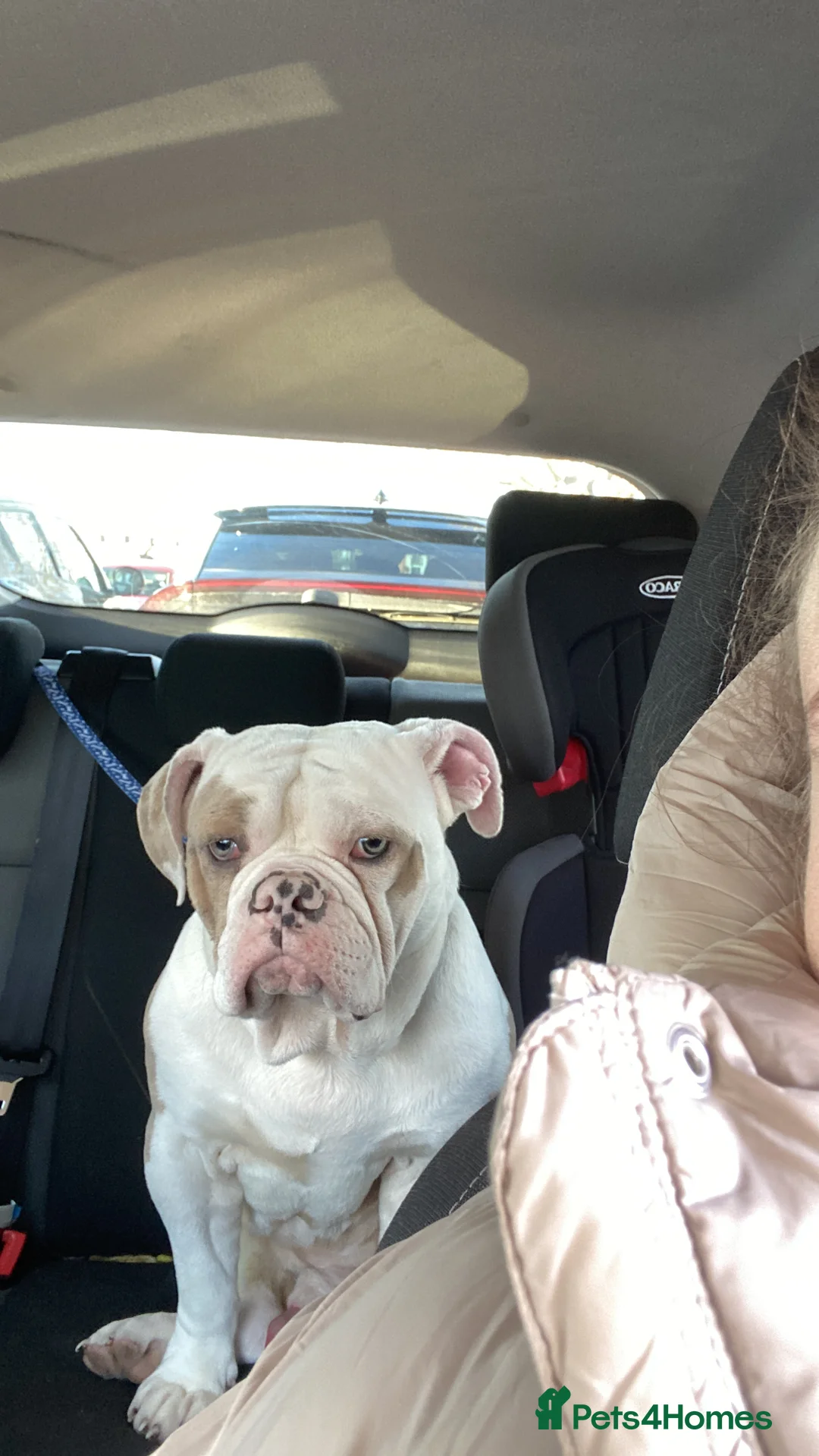 Old Tyme Bulldog dogs for sale: Old Tyme English bulldog - Advert 6