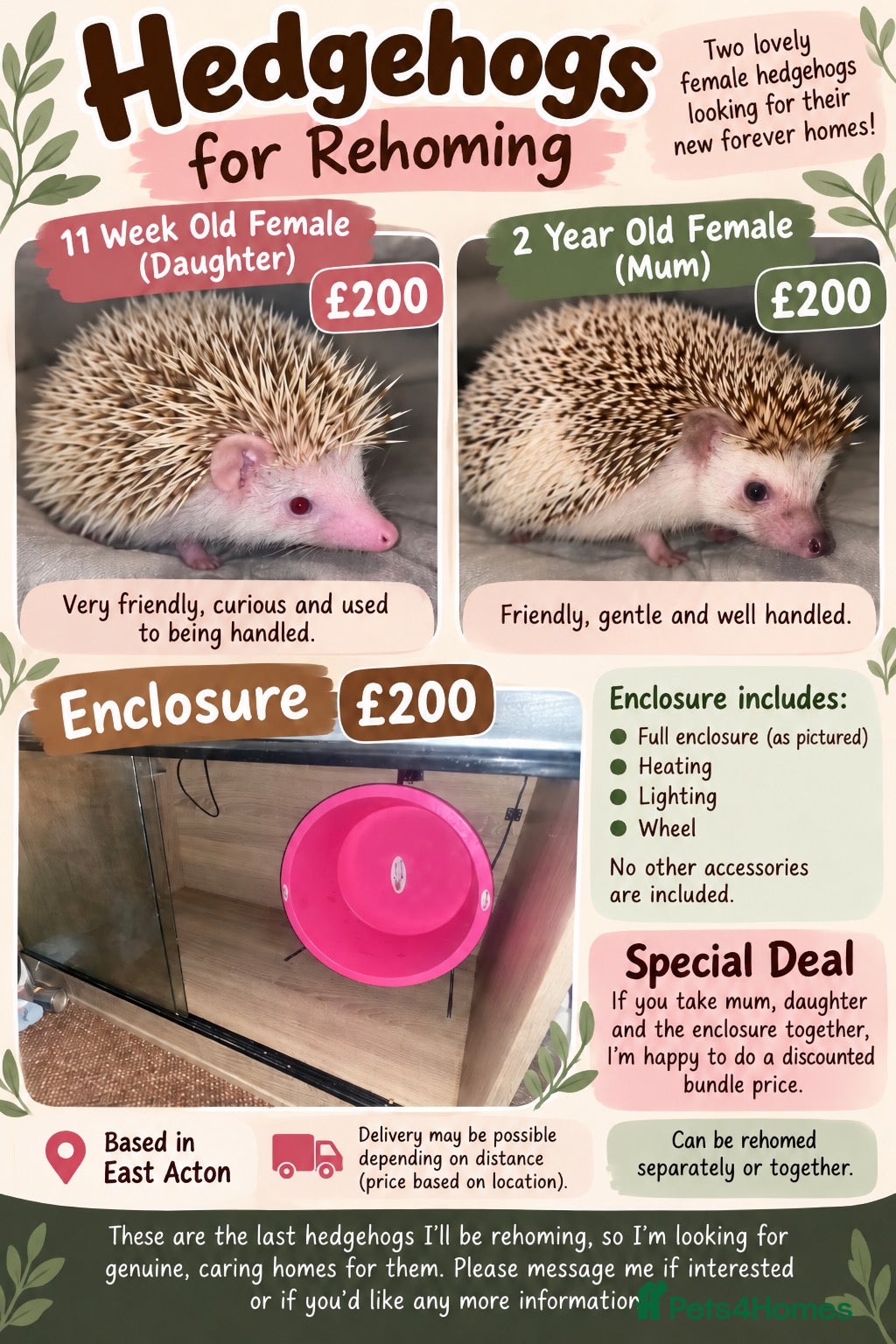 Pygmy Hedgehog rodents Two Female Hedgehogs for Sale - Advert 8