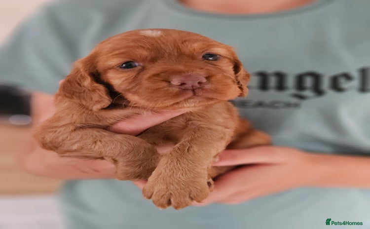 Cocker Spaniel dogs - Advert 2