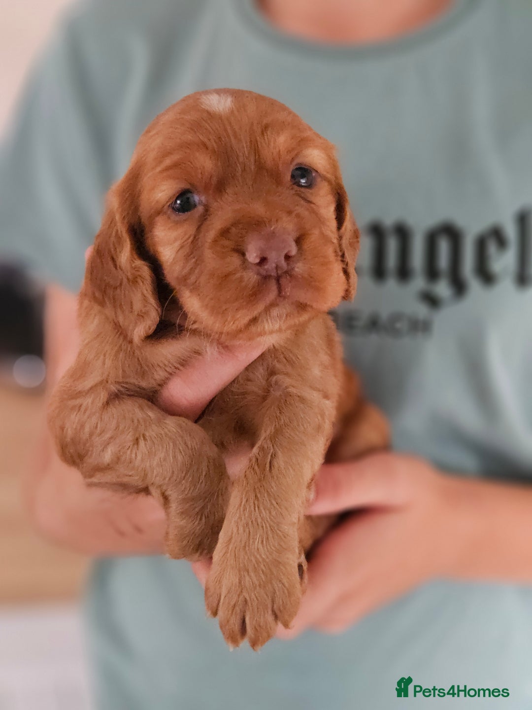 Cocker Spaniel dogs for sale: Working cocker spaniels - Image 1