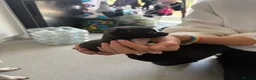 Mixed Breed dogs for sale: 3 beautiful chihuahua cross pups  - Advert 4