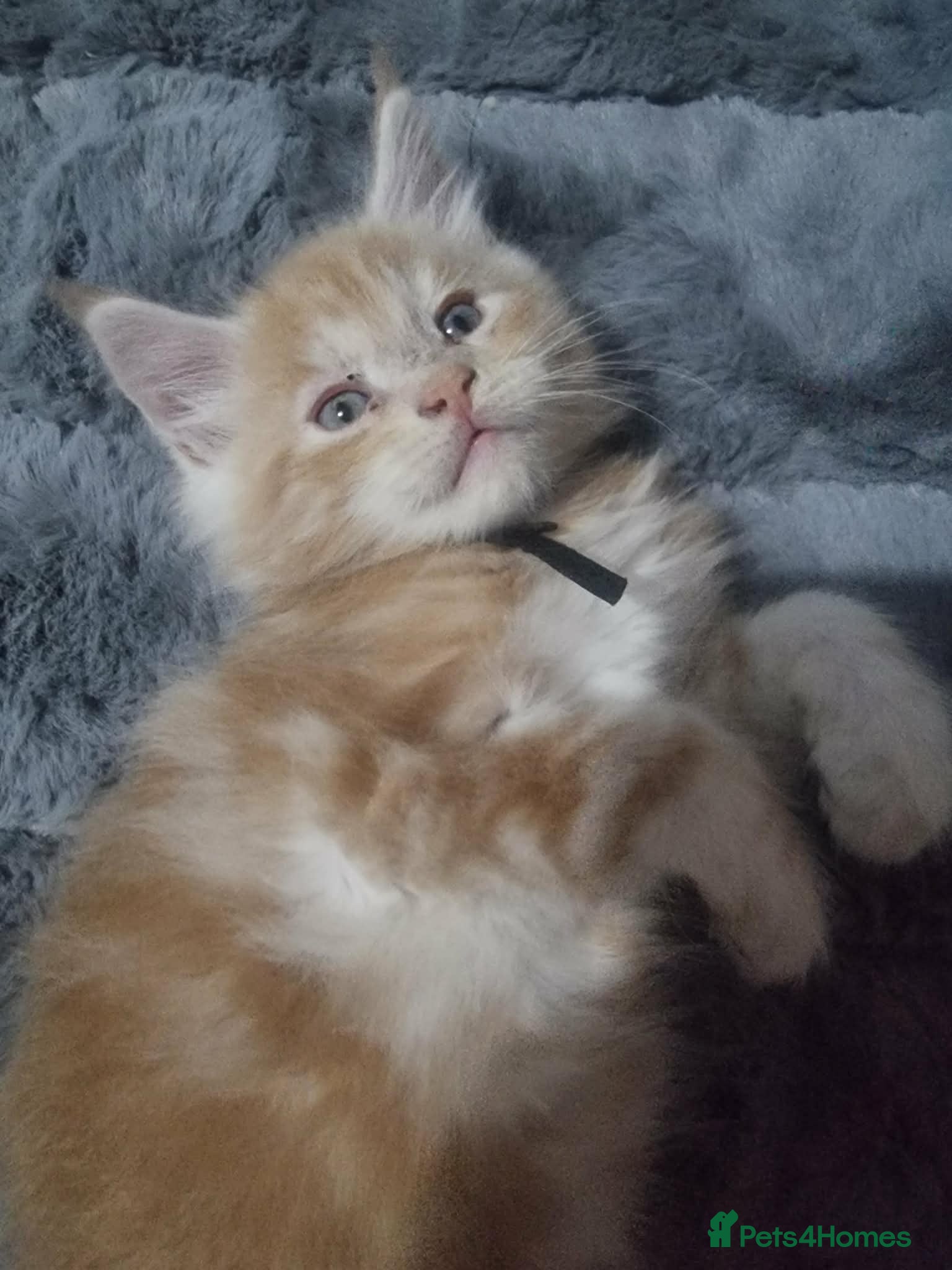 Maine Coon cats 1 left Beautiful Maine Coon Kittens available - Advert 7