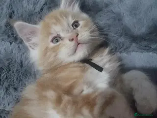 Maine Coon cats 1 left Beautiful Maine Coon Kittens available - Advert 7