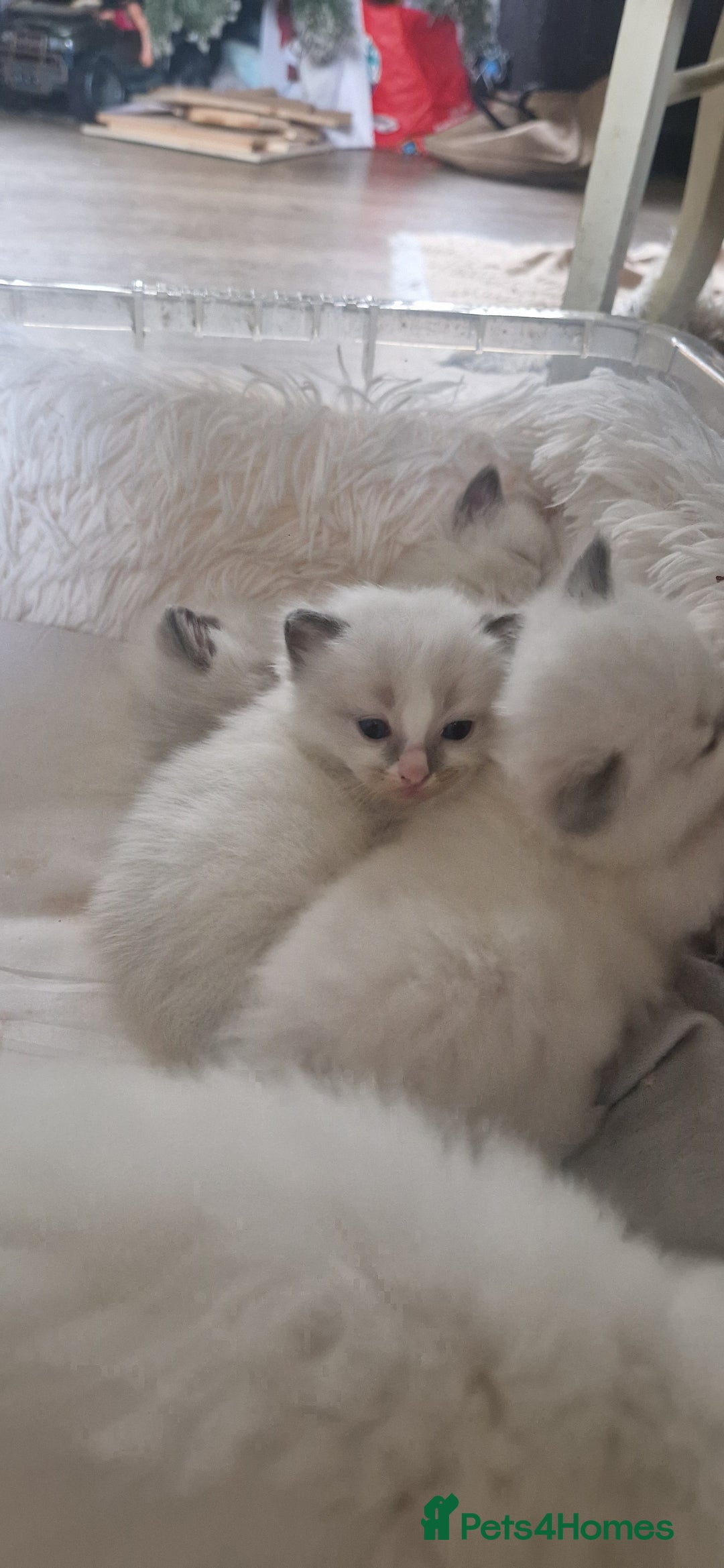Ragdoll cats for sale: Pure Bred Ragdolls - Advert 14