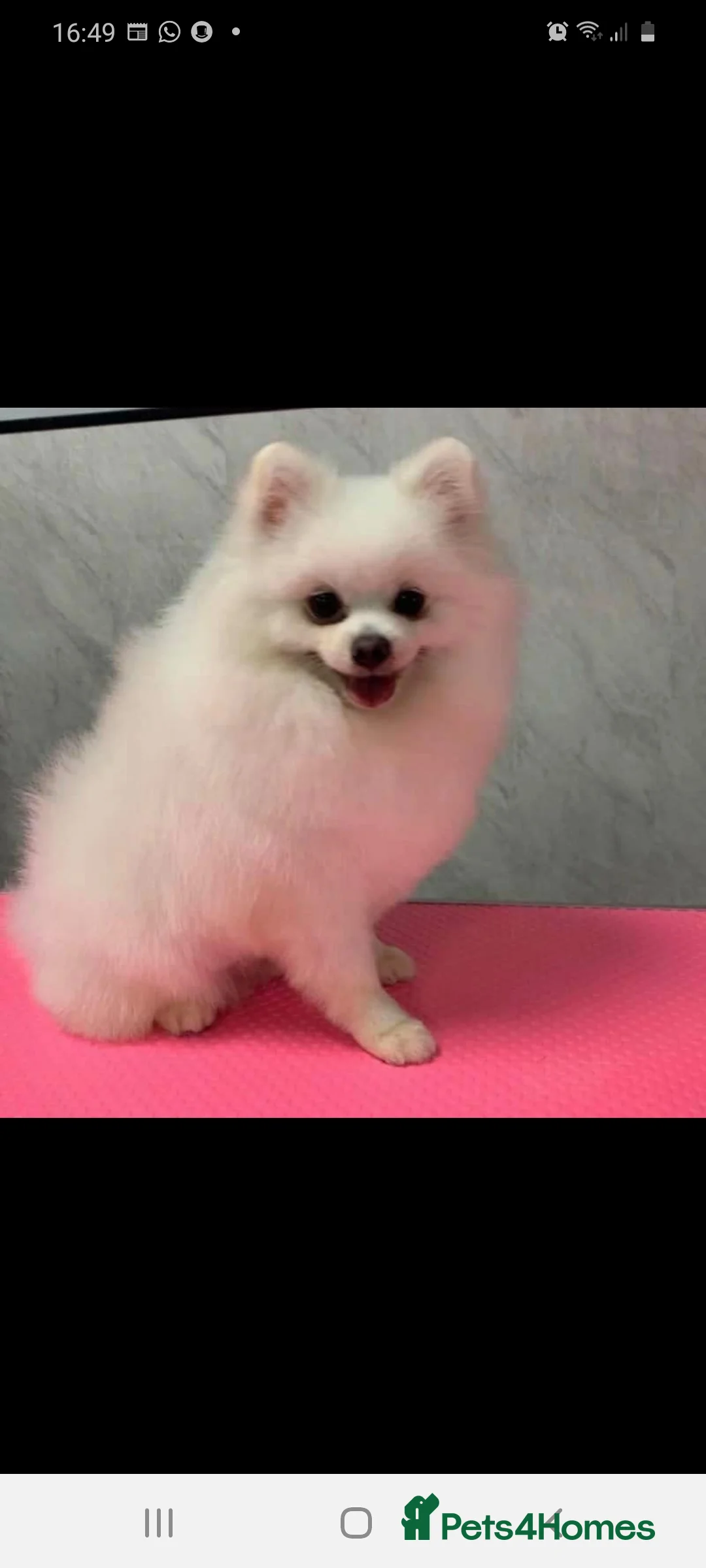 Pomsky dogs for stud: Best stud around Champions in every generation  in Coventry - Advert 2