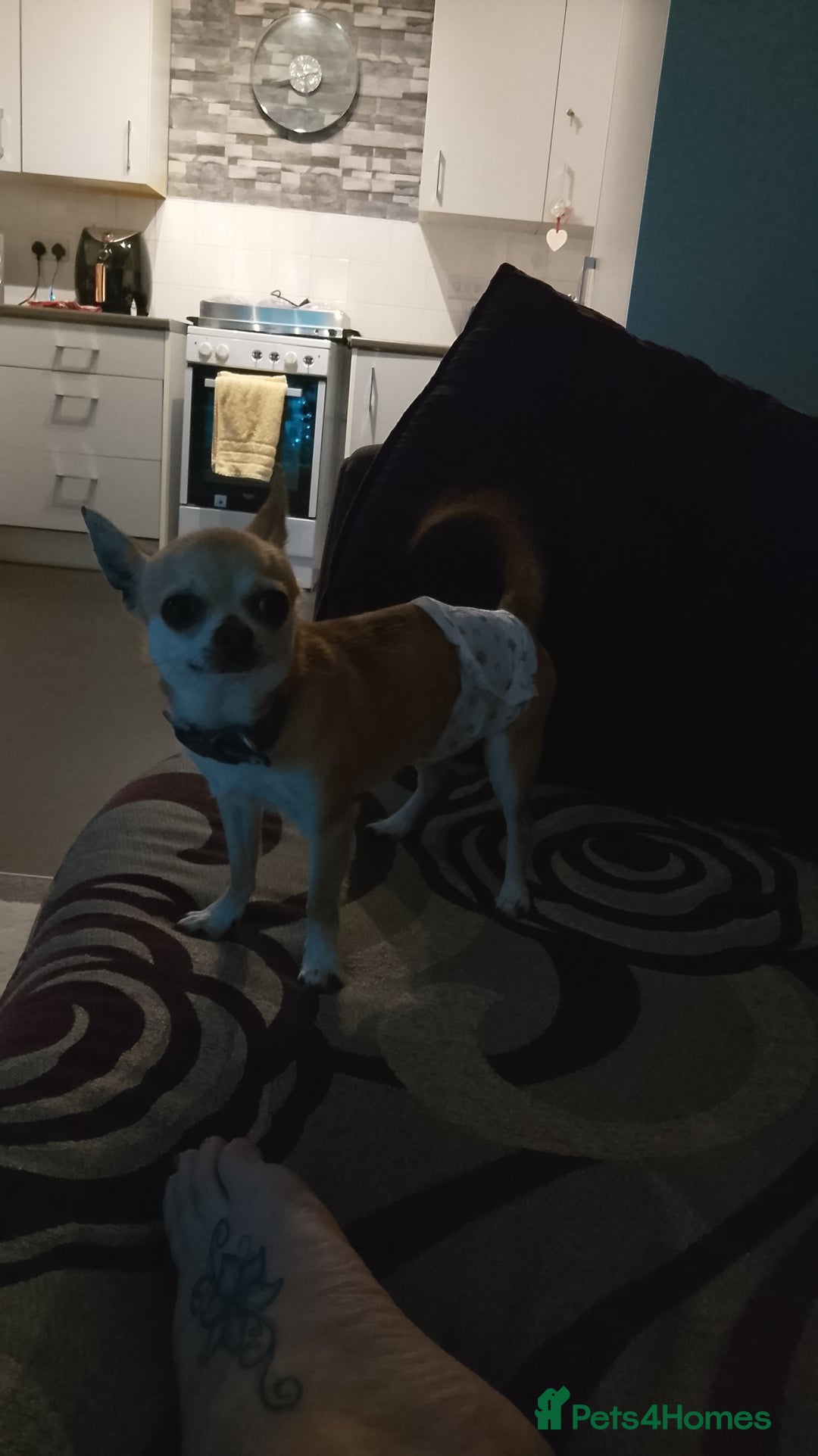 Chihuahua dogs for stud: Chihuahua for Stud - Advert 3