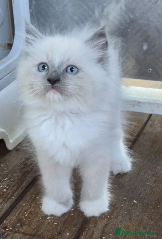 Ragdoll cats xckj Healthy rag doll Kittens up for New Families - Advert 2