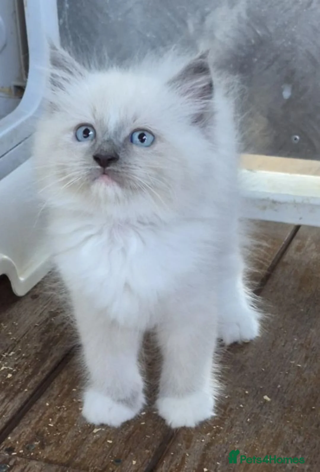 Ragdoll cats for sale: xckj Healthy rag doll Kittens up for New Families in Cannock - Advert 1