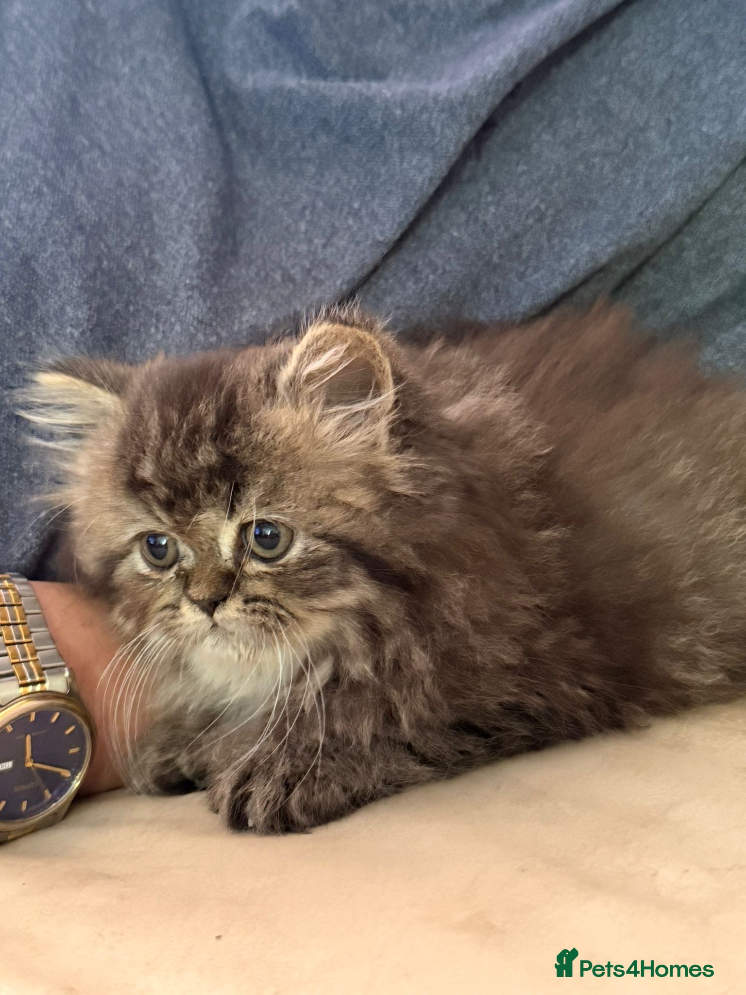 Persian cats for sale: Persian chinchilla  - Advert 19