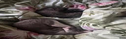 Cornish Rex cats for sale: Champion Cornish Rex girls in Stamford - Advert 19