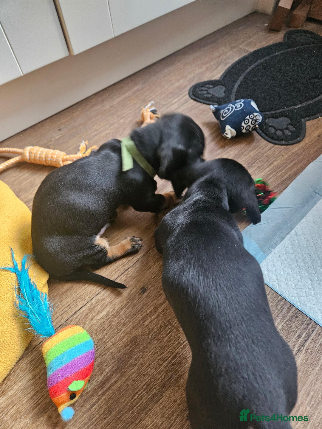 Miniature Dachshund dogs for sale: Miniature dachshund male puppies - Advert 12