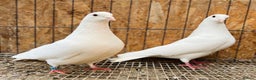 Pigeons birds for sale: PURE WHITE ENGLISH GARDEN DOVES - Advert 4