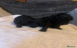 Miniature Poodle dogs for sale: Miniature poodles  - Advert 2