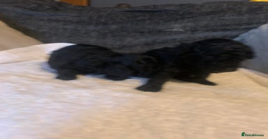 Miniature Poodle dogs Miniature poodles  - Advert 5