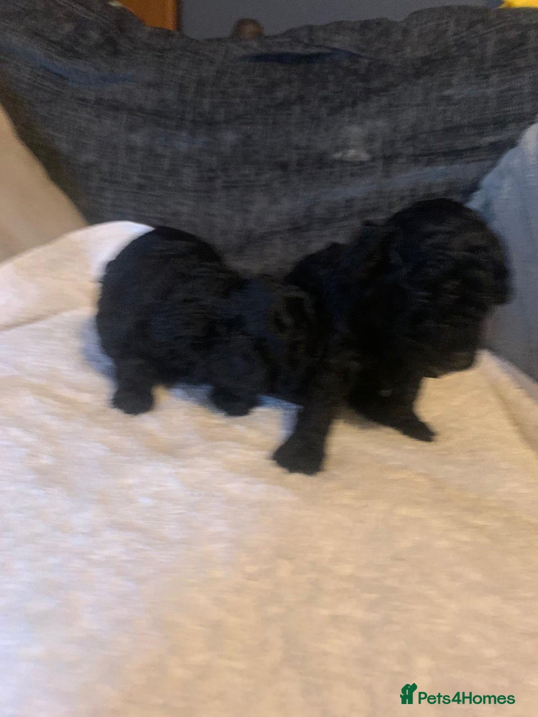 Miniature Poodle dogs for sale: Miniature poodles  - Advert 2