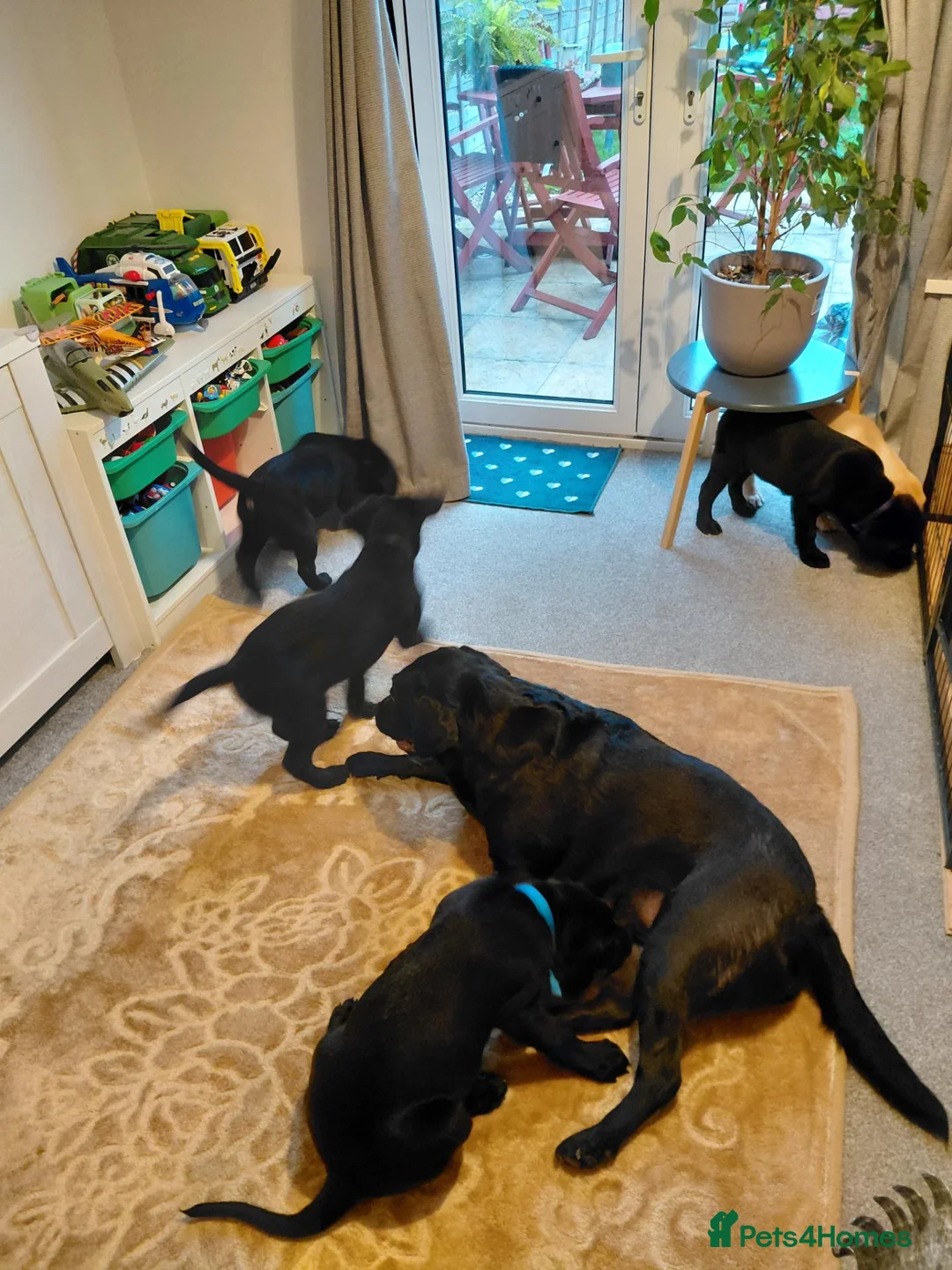Labrador Retriever dogs for sale: 4 boys in Chichester - Advert 2