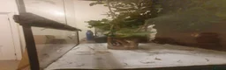 Stick Insects invertebrates for sale: Indian Stick Insect babies  - Advert 7