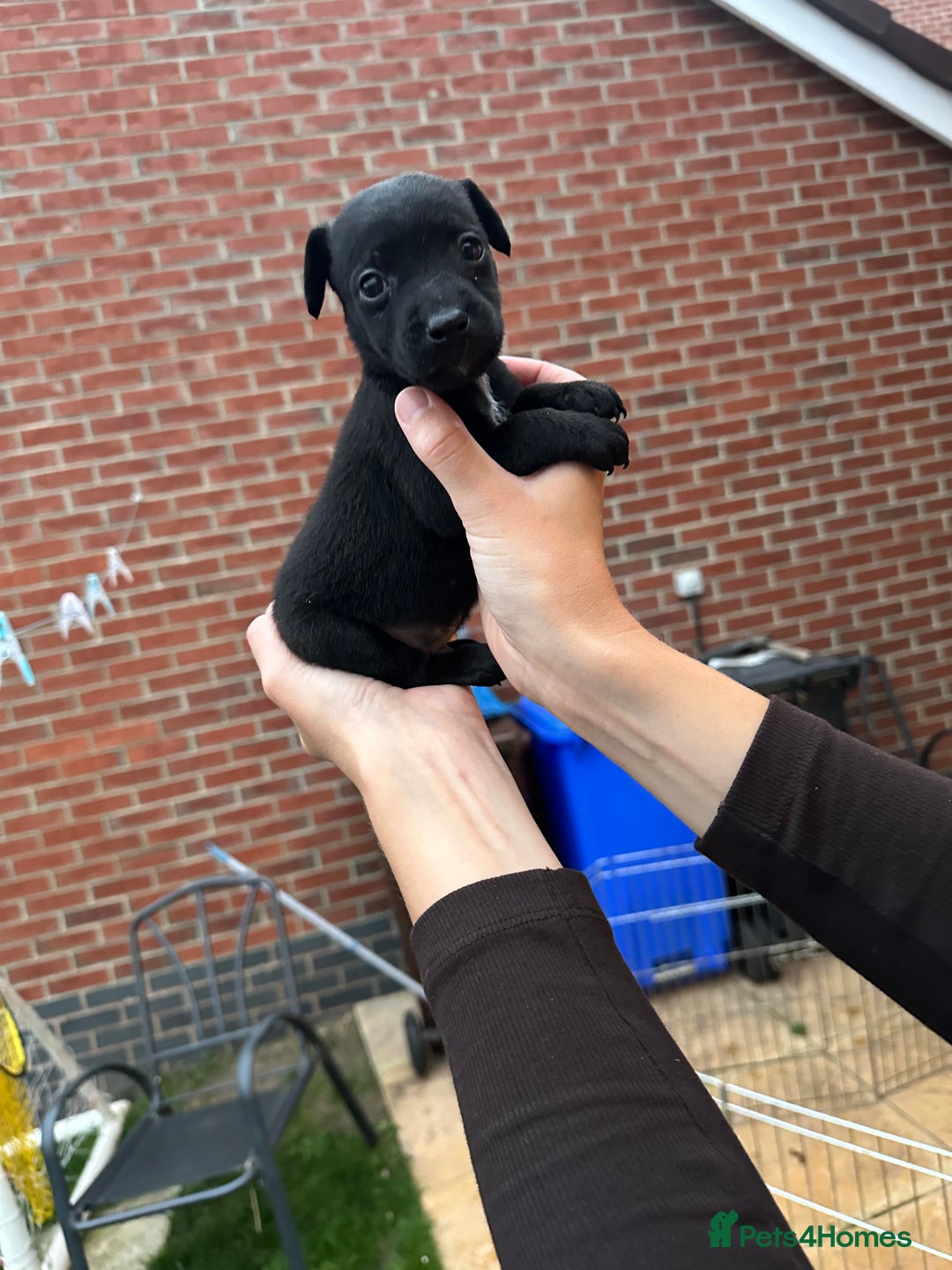 Patterdale Terrier dogs for sale: Patterdale puppies  - Image 17