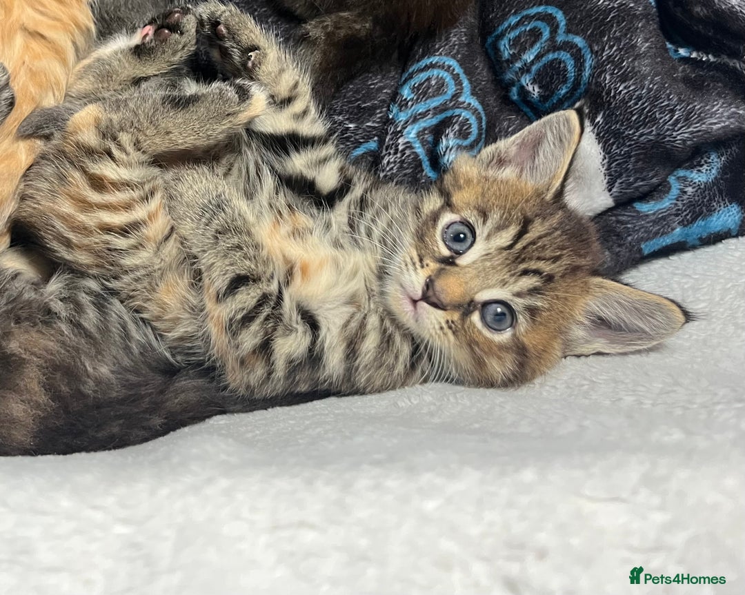 Maine Coon cats for sale: Stunning Half Maine coon kittens  - Image 34
