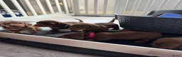 Dachshund dogs for sale: Miniature Dashund puppies - Advert 14