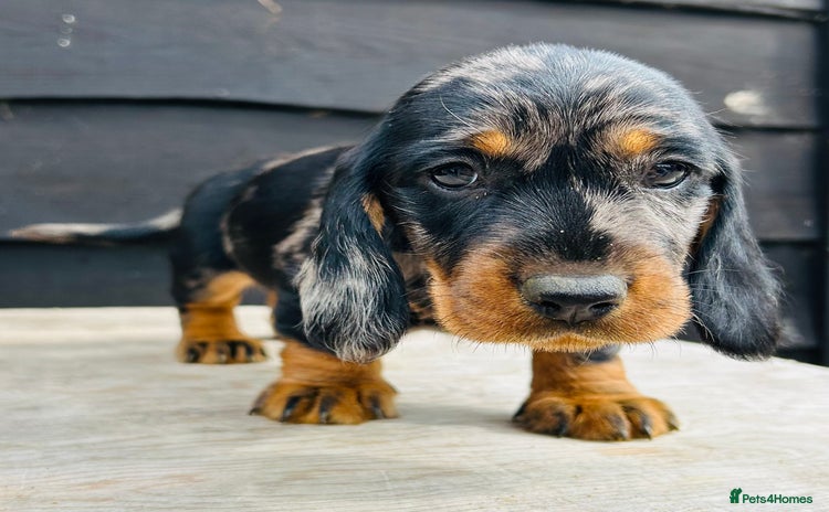 Dachshund dogs in Sudbury - Advert 9