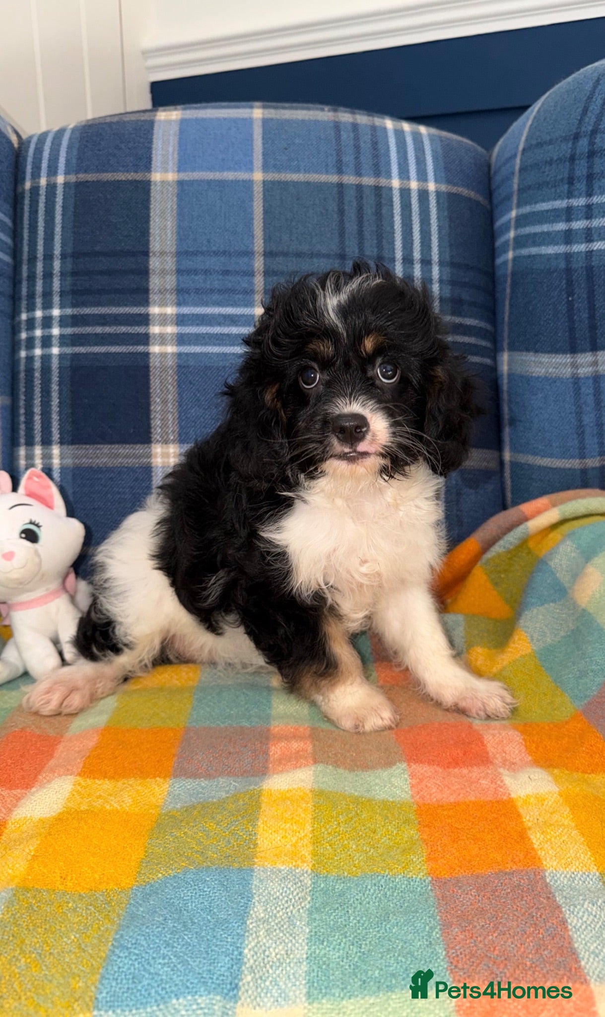 Cavapoo dogs 💜💖One Stunning Tri Colour Cavapoo Girl🩷💜 - Advert 2