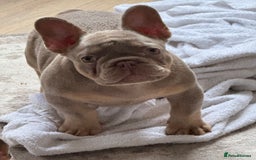 French Bulldog dogs for sale: Stunning French bulldogs  - Image 1