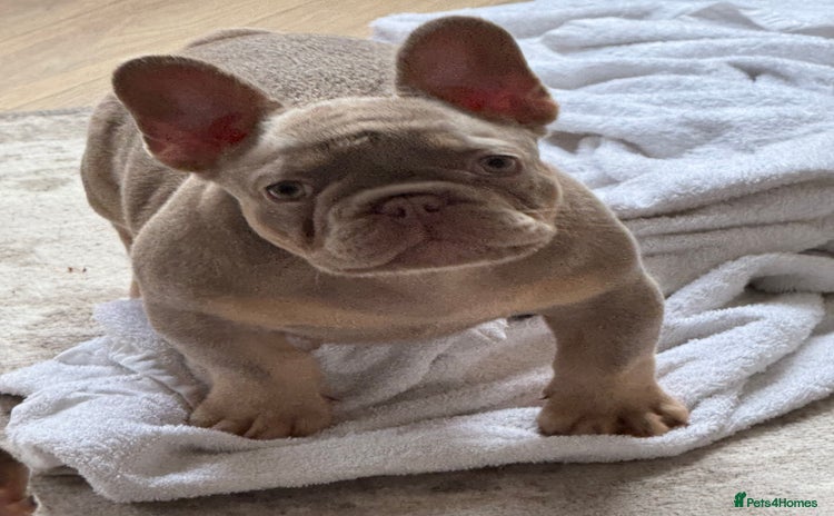 French Bulldog dogs - Advert 9