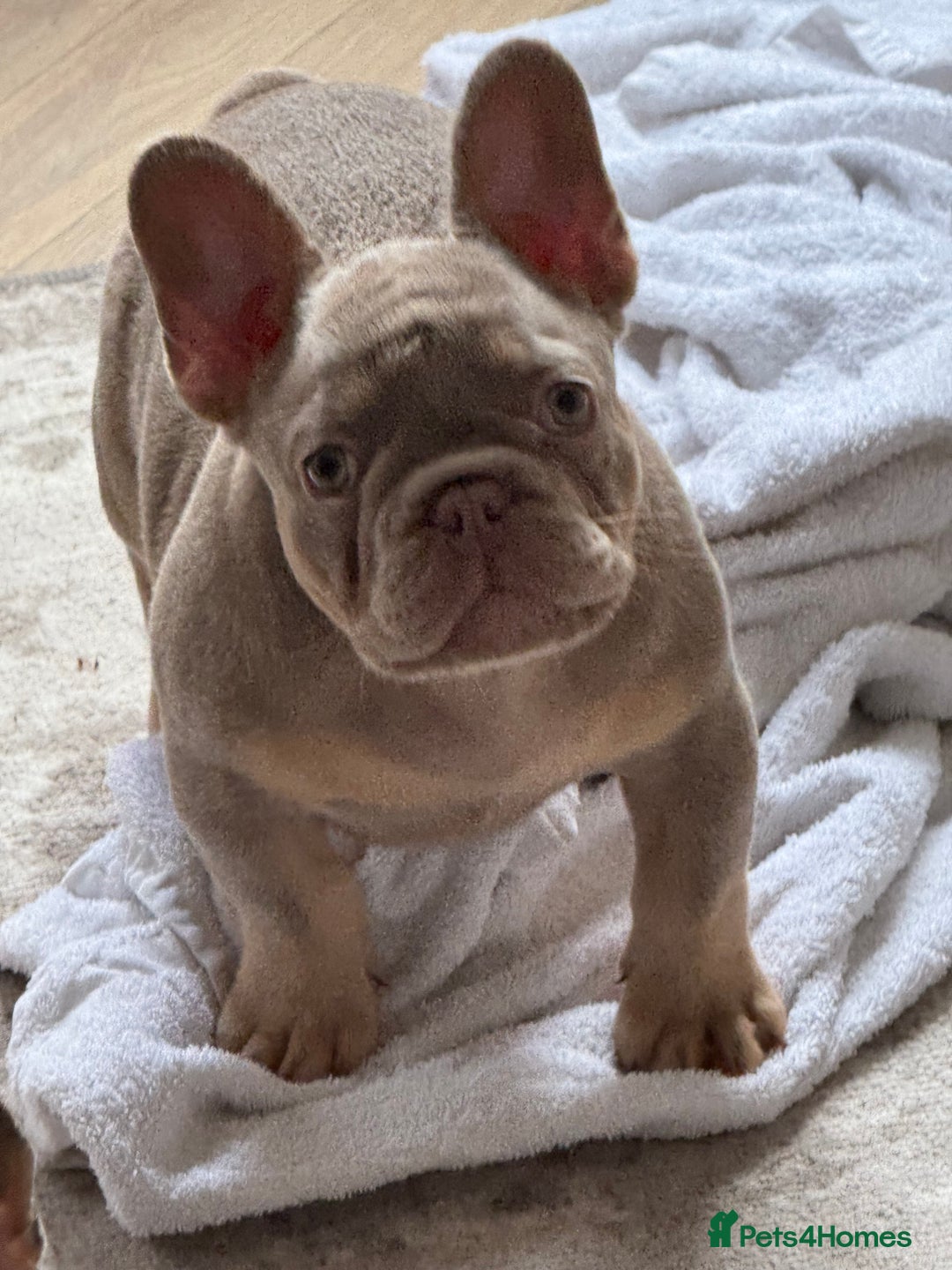 French Bulldog dogs for sale: Stunning French bulldogs  - Image 1