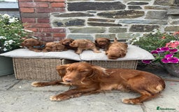 Cockapoo dogs for sale: Beautiful Toy F1 Cockapoo Puppies for sale - Image 4