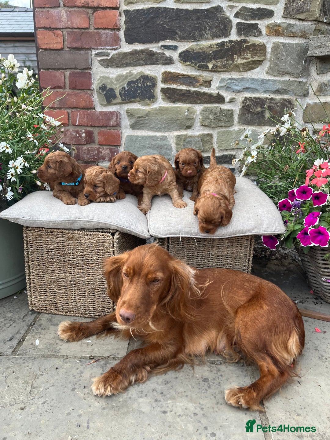 Cockapoo dogs for sale: Beautiful Toy F1 Cockapoo Puppies for sale - Image 4