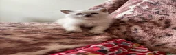British Shorthair cats for sale: British shorthair colourpoint kittens - Advert 10