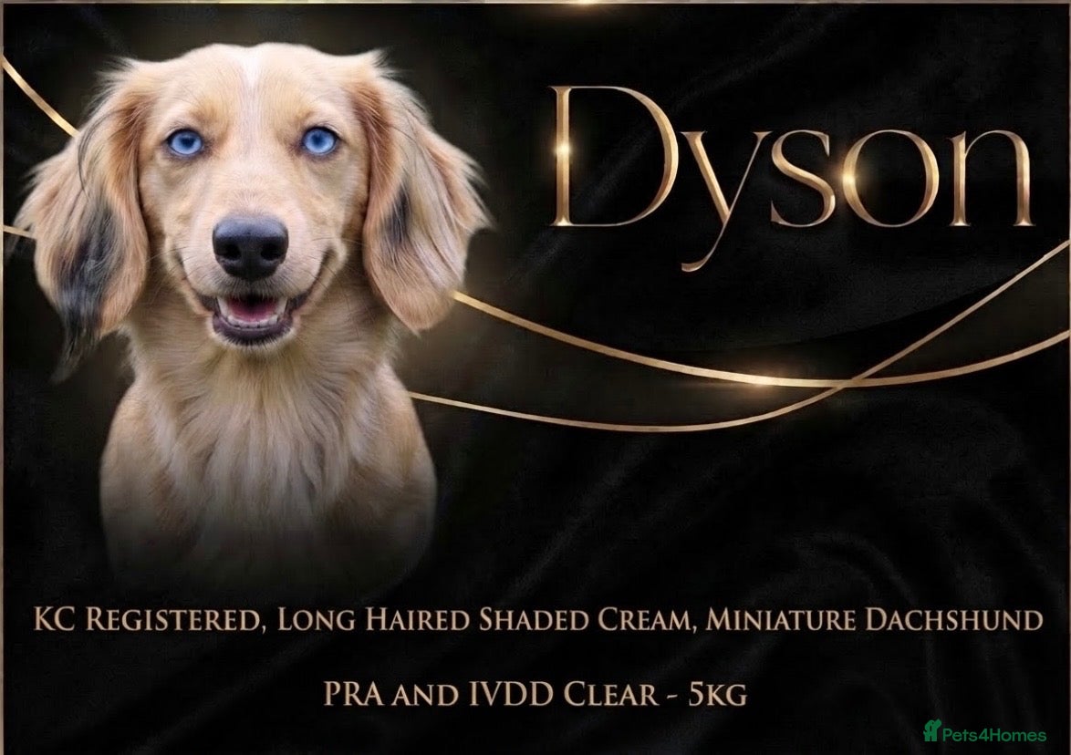Miniature Dachshund dogs Dyson for stud  - Advert 1