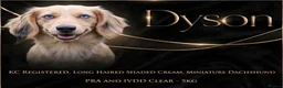 Miniature Dachshund dogs for stud: Dyson for stud  - Advert 1