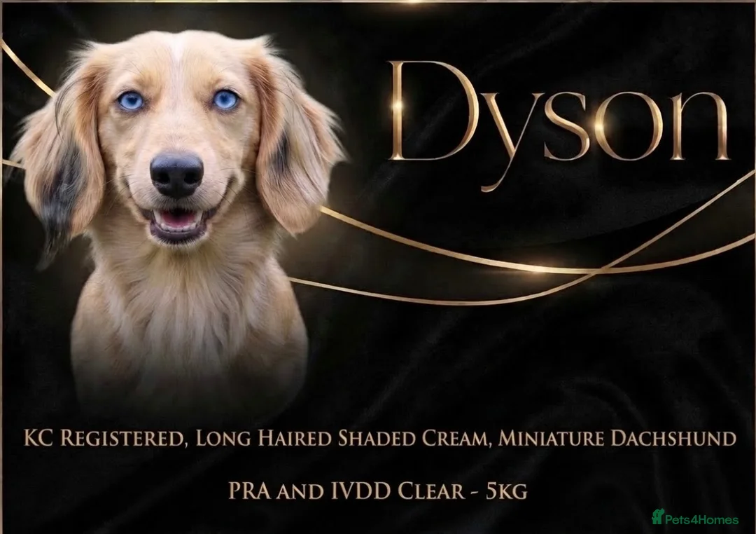 Miniature Dachshund dogs for stud: Dyson for stud  - Advert 1