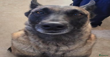 Belgian Shepherd Dog dogs - Advert 9