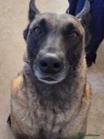 Belgian Shepherd Dog dogs - Advert 2