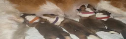 Saint Bernard dogs for sale: Saint Bernard puppies  in Cleethorpes - Advert 11