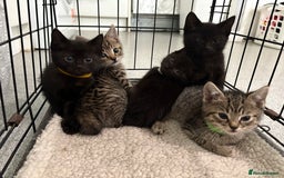 British Shorthair cats for sale: 5 British short hair kittens  - Image 1