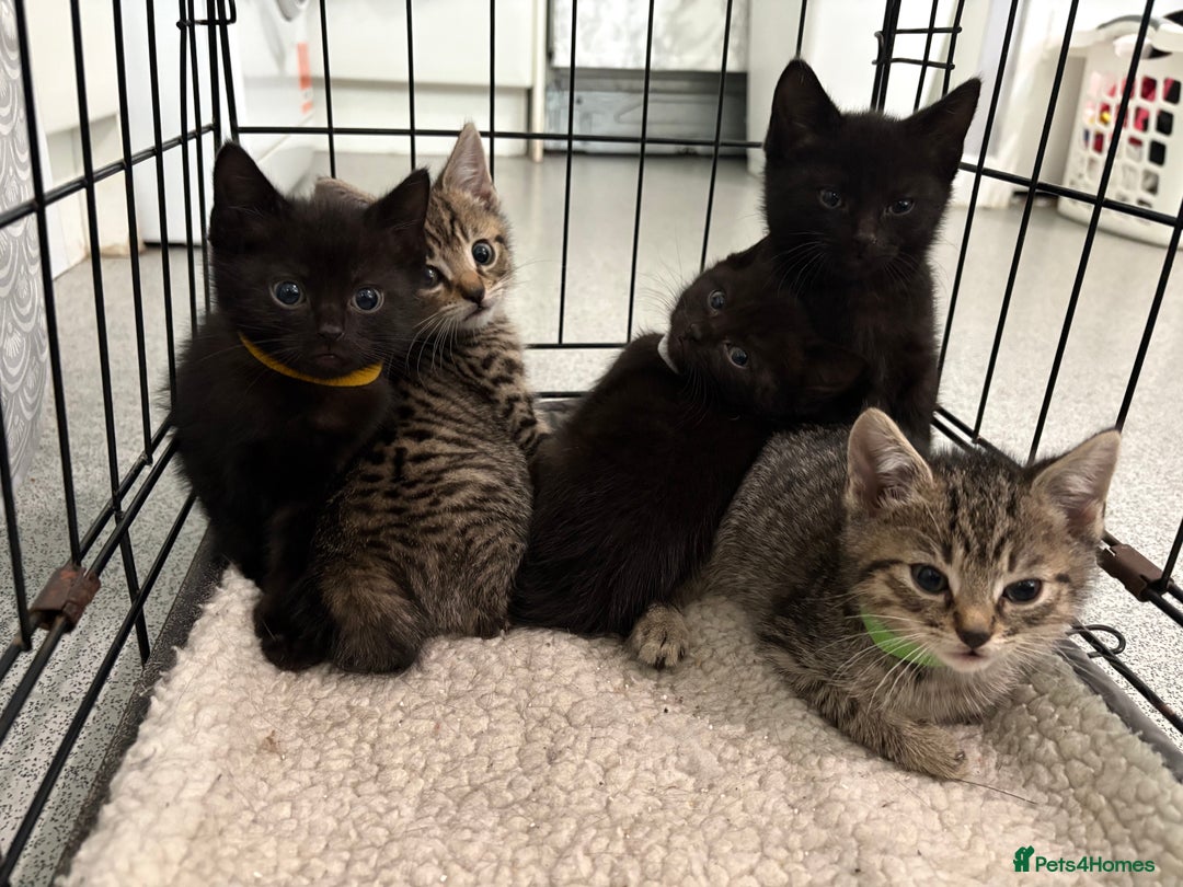 British Shorthair cats for sale: 5 British short hair kittens  - Image 1