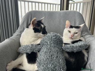 Mixed Breed cats Heartbroken to Rehome My Bonded Sisters (£0) - Advert 12