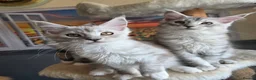 Maine Coon cats for sale: Stunning registered Maine Coon kittens - Advert 12