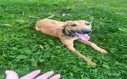Mixed Breed dogs for sale: Spike - Image 4