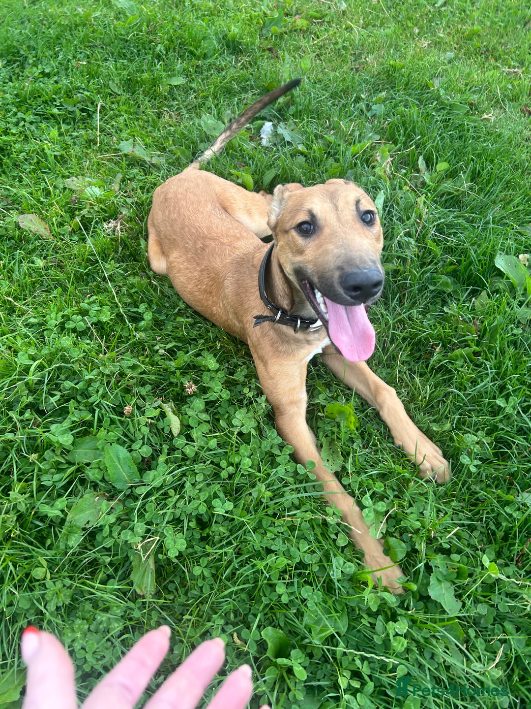 Mixed Breed dogs for sale: Spike - Image 4