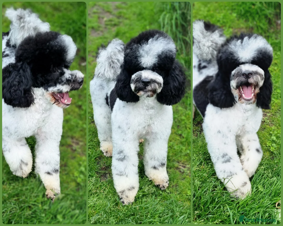 Miniature Poodle dogs for stud: Gorgeous Parti Miniature Poodle - Advert 5