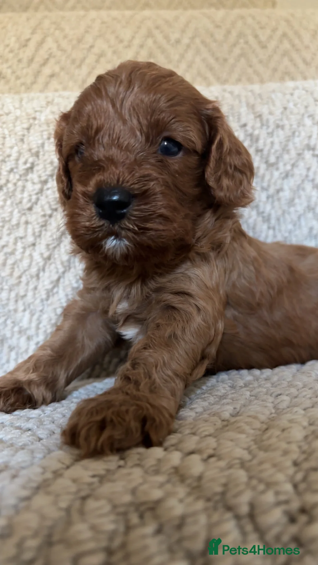 Cavapoo dogs for sale: Beautiful Cavapoo’s for sale  - Advert 1