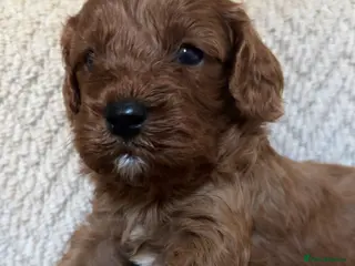Cavapoo dogs Beautiful Cavapoo’s for sale - Advert 11