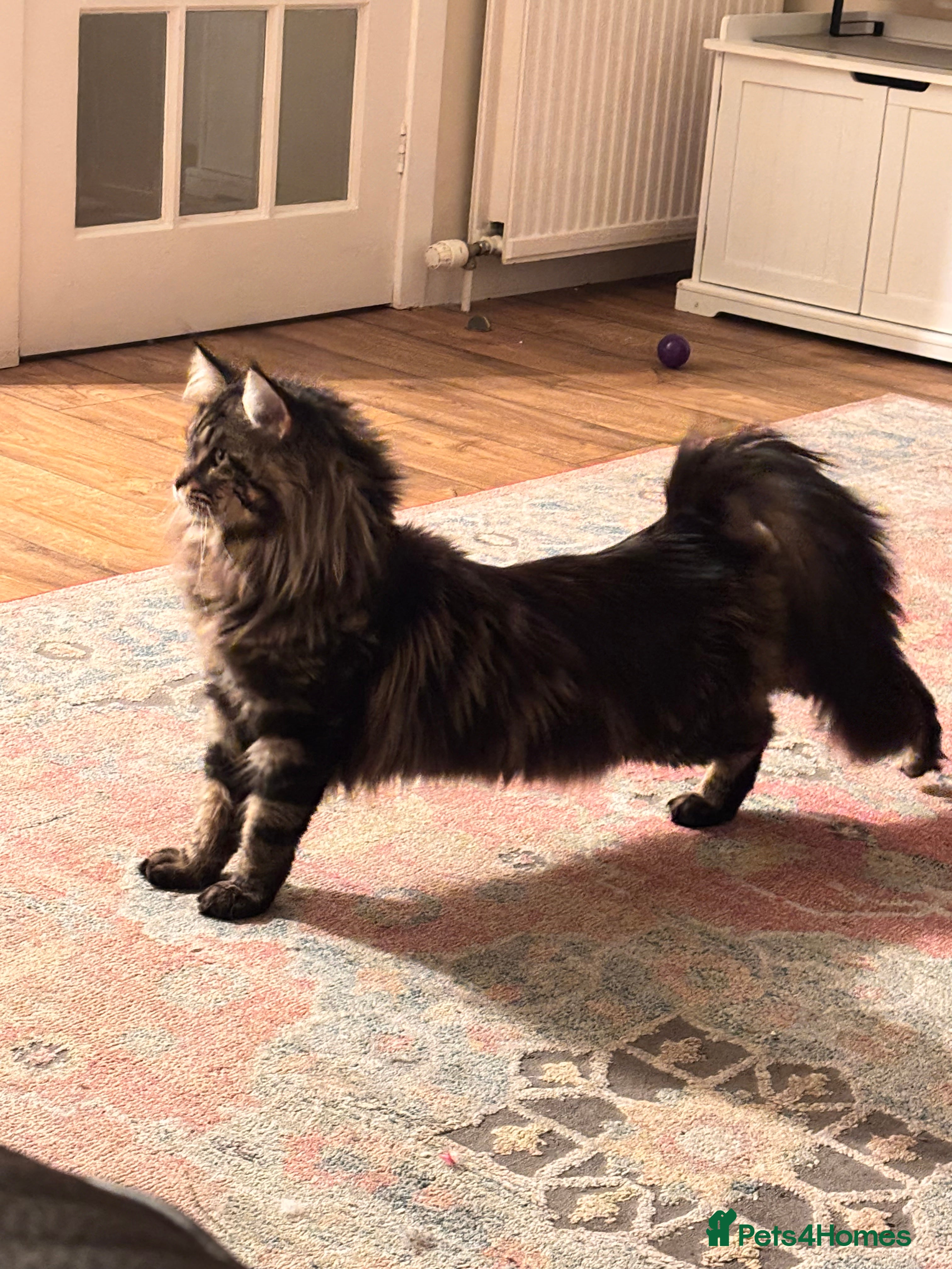 Maine Coon cats  Mainecoon For Stud - Advert 9