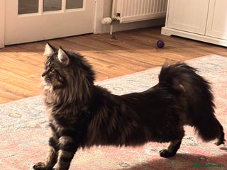 Maine Coon cats Mainecoon For Stud - Advert 16